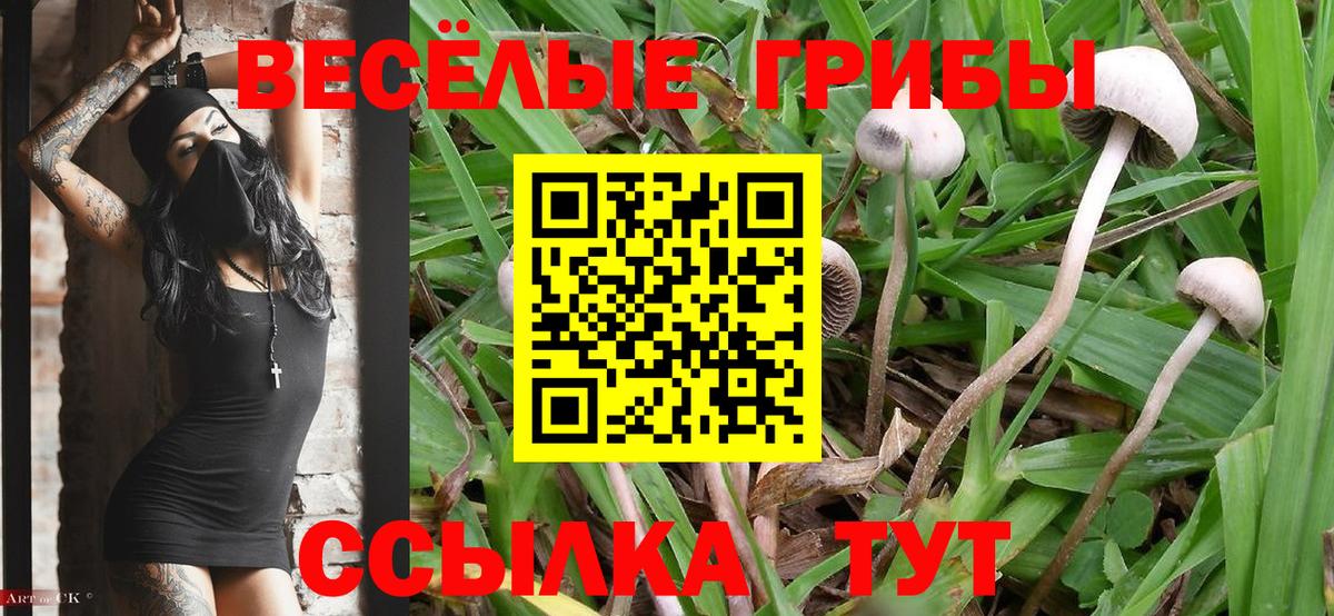 Галлюциногенные грибы Psilocybine cubensis  Выкса 